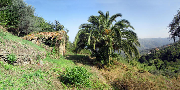 Vendesi Terreno con rudere a Capri Leone
